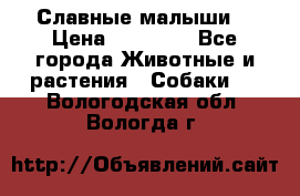 Славные малыши! › Цена ­ 10 000 - Все города Животные и растения » Собаки   . Вологодская обл.,Вологда г.